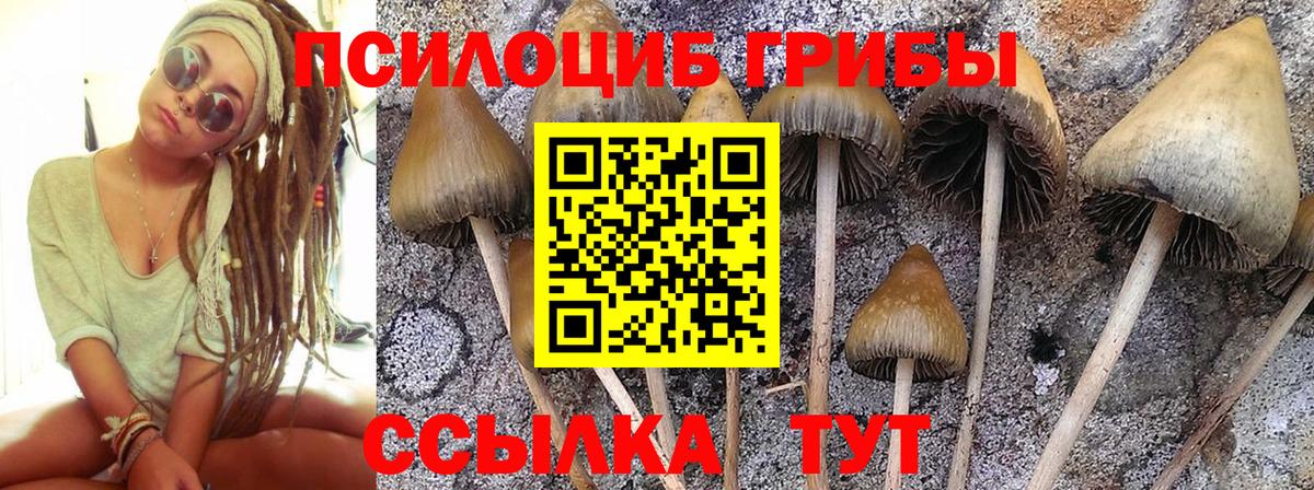 Чернушка  Галлюциногенные грибы Magic Shrooms  Псилоцибиновые грибы мицелий  Вход с VPN 