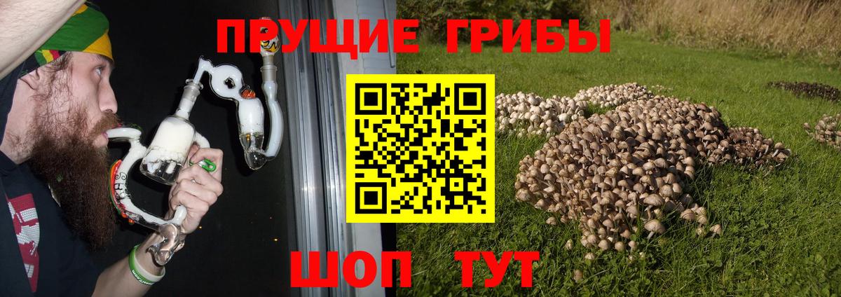 Псилоцибиновые грибы ЛСД Чернушка